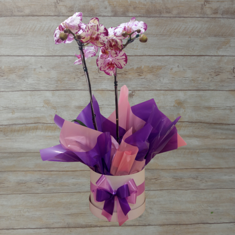 Orquídea Phalaenopsis 2 Hastes Pote 15 - Cor Variada